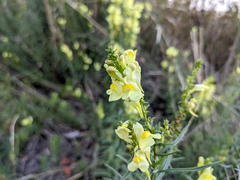 Linaria vulgaris