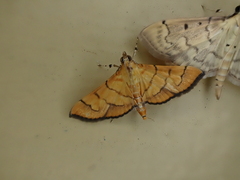 Orphanostigma haemorrhoidalis