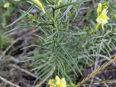Linaria vulgaris