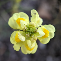 Linaria vulgaris