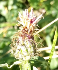 Centaurea oxylepis