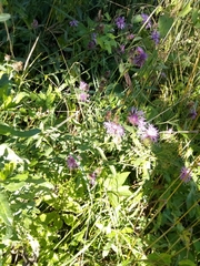 Centaurea oxylepis