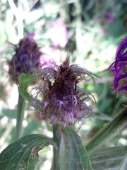 Centaurea oxylepis