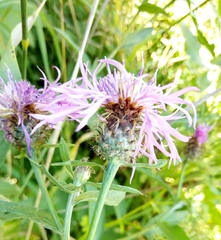 Centaurea oxylepis