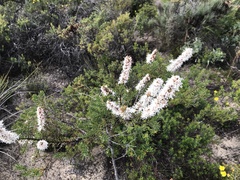 Hakea costata