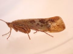 Limnephilus marmoratus