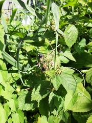 Rubus caesius