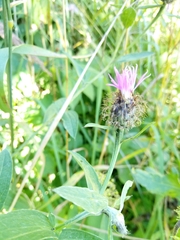 Centaurea oxylepis