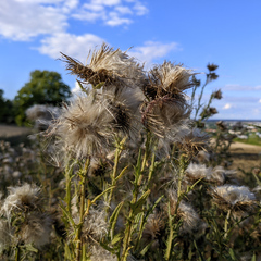 Cirsium vulgare