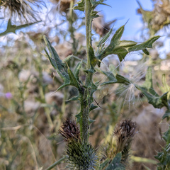 Cirsium vulgare