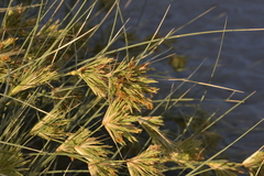 Spinifex