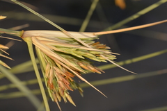 Spinifex
