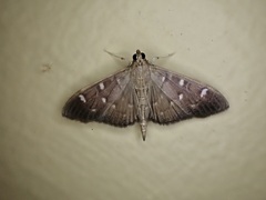 Pramadea ovialis