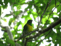 Chlorophonia occipitalis