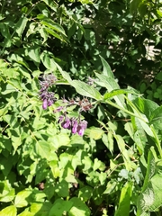 Symphytum officinale