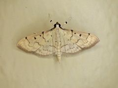 Psara atritermina