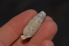 Rhinoclavis bituberculata