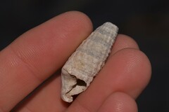 Rhinoclavis bituberculata