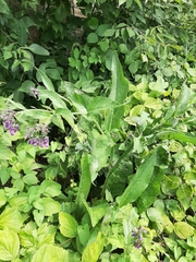 Symphytum officinale