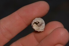 Rhinoclavis bituberculata