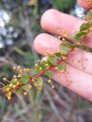 Acacia pravissima