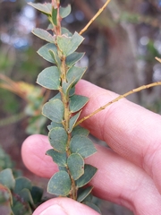 Acacia pravissima