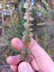 Acacia pravissima
