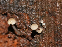 Mycena tuvara