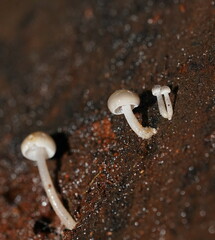 Mycena tuvara