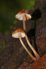 Mycena tuvara