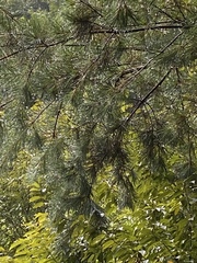 Pinus morrisonicola