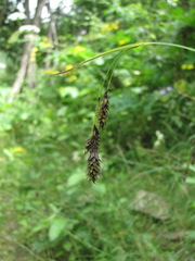 Carex caucasica