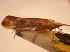 Limnephilus marmoratus