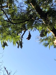 Pteropus poliocephalus