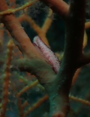 Simnia spelta