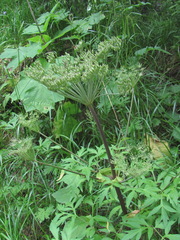 Agasyllis latifolia