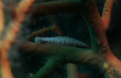 Simnia spelta