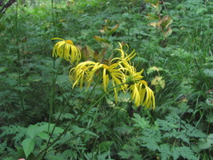 Doronicum macrophyllum