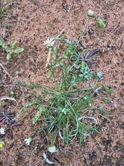 Brachyscome lineariloba