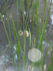 Chorizandra cymbaria