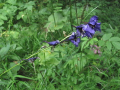 Delphinium flexuosum