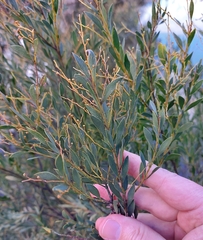 Acacia leucolobia