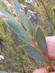 Acacia leucolobia