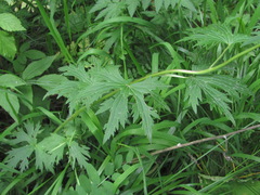 Delphinium flexuosum