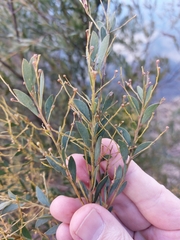 Acacia leucolobia
