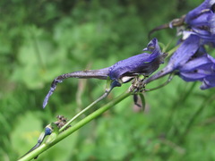 Delphinium flexuosum