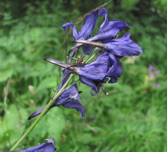 Delphinium flexuosum