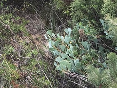 Hakea flabellifolia