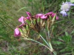 Dianthus capitatus