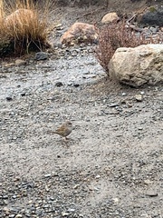 Prunella modularis occidentalis